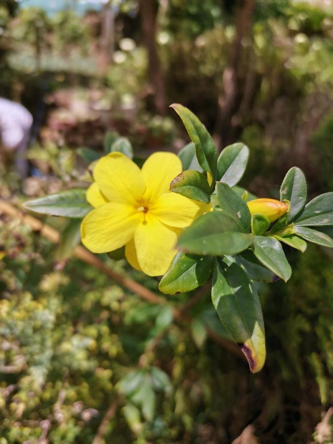 The Galways Edge Homestay Nuwara Eliya Buitenkant foto