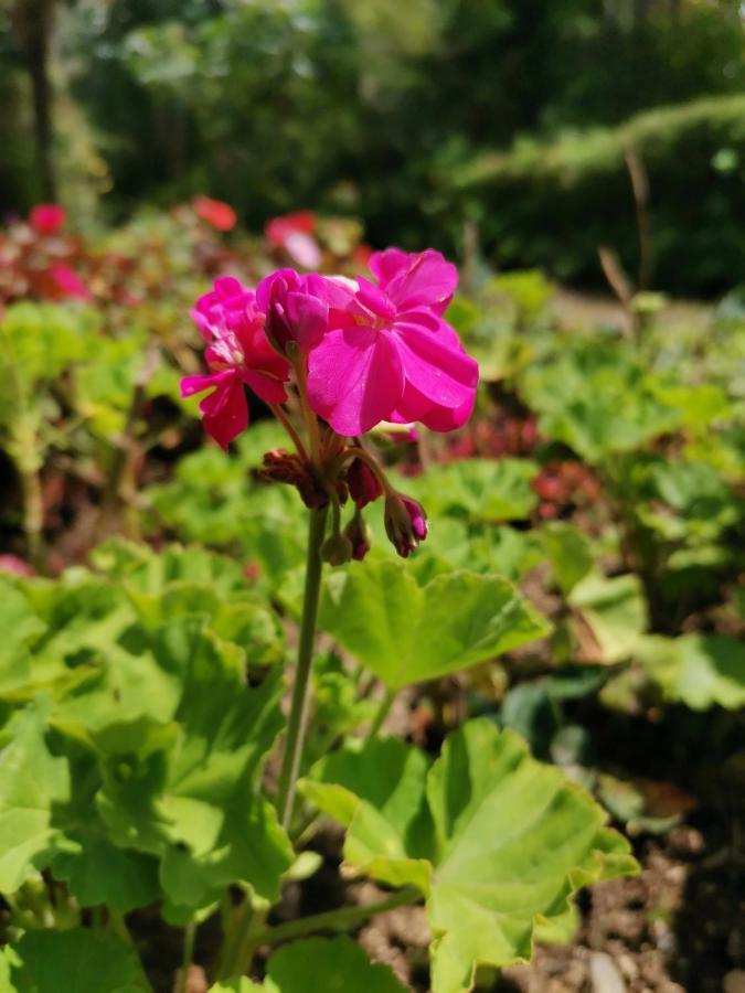 The Galways Edge Homestay Nuwara Eliya Buitenkant foto